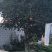 桂花树