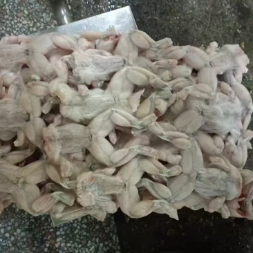 板冻60-100克牛蛙，肉解冻率85