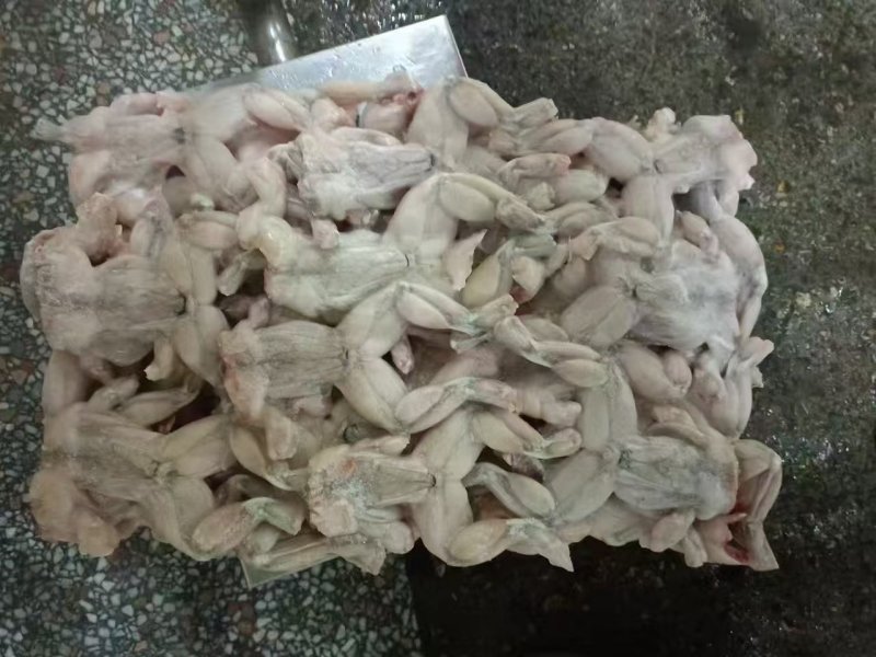 板冻60-100克牛蛙，肉解冻率85