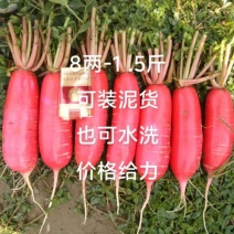 高山红皮萝卜，大量有货，欢迎各位老板订购