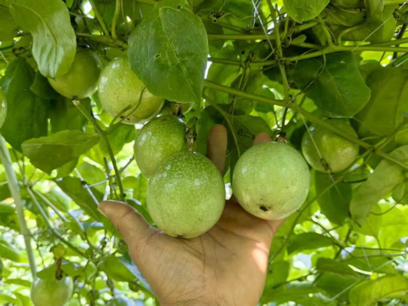 灵山钦蜜九号百香果大量上市，需要的客户抓紧联系