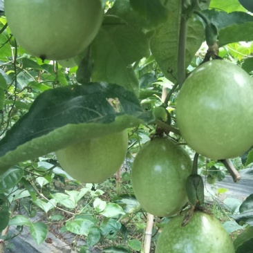 灵山钦蜜九号百香果大量上市，需要的客户抓紧联系