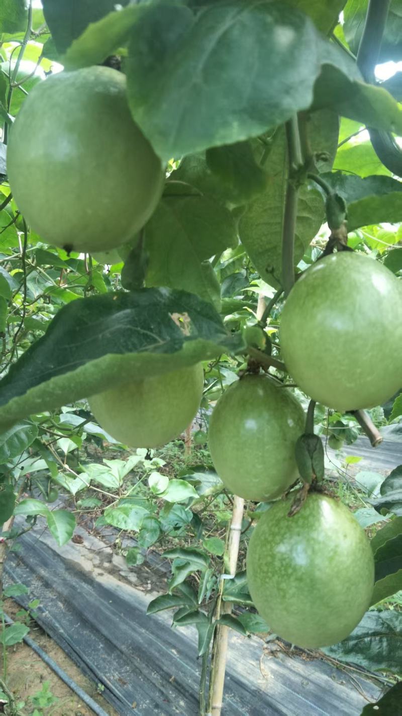 灵山钦蜜九号百香果大量上市，需要的客户抓紧联系