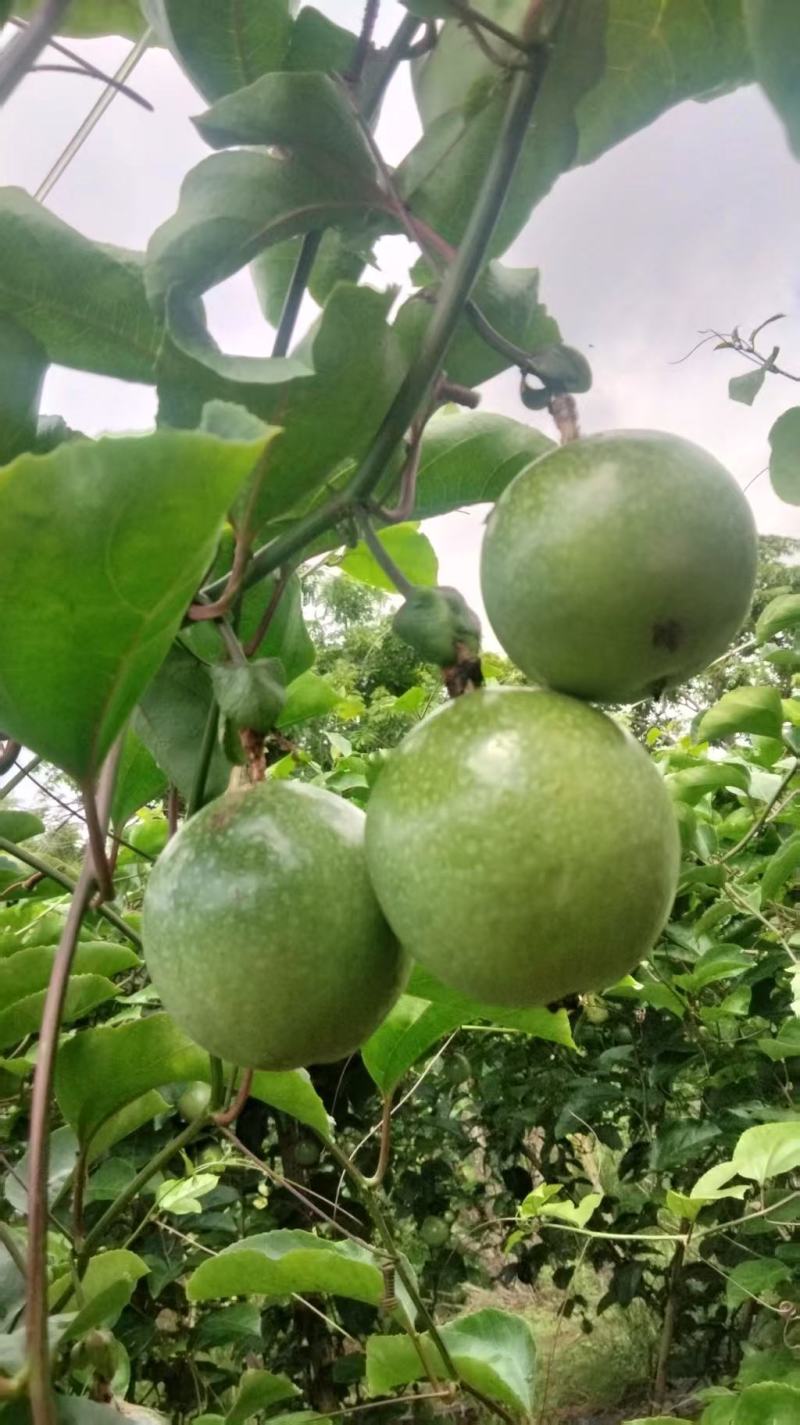 灵山钦蜜九号百香果大量上市，需要的客户抓紧联系
