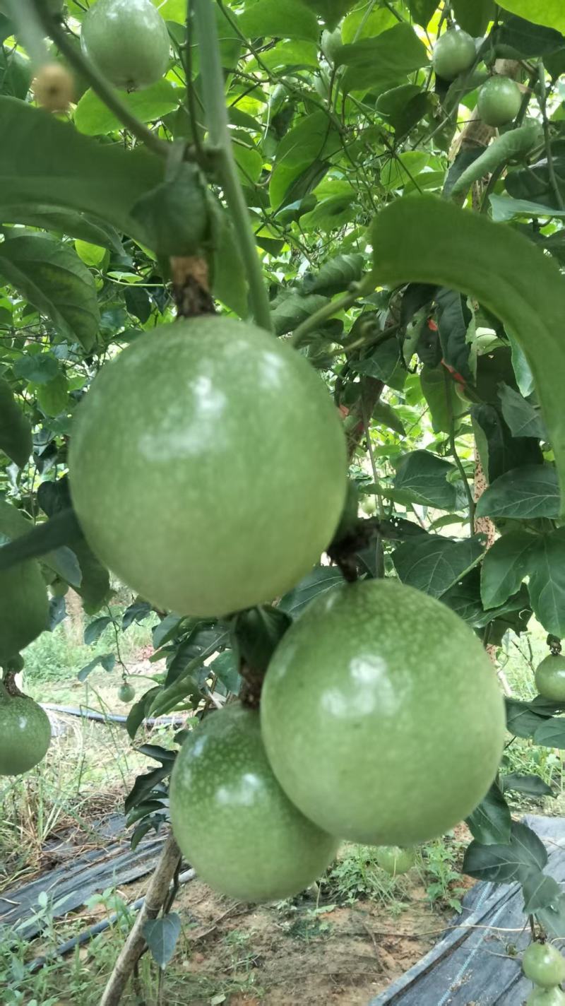 灵山钦蜜九号百香果大量上市，需要的客户抓紧联系