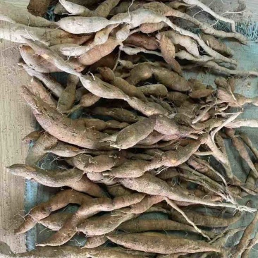 品质保证正宗野生牛大力产地直发超高性价比等你来购买