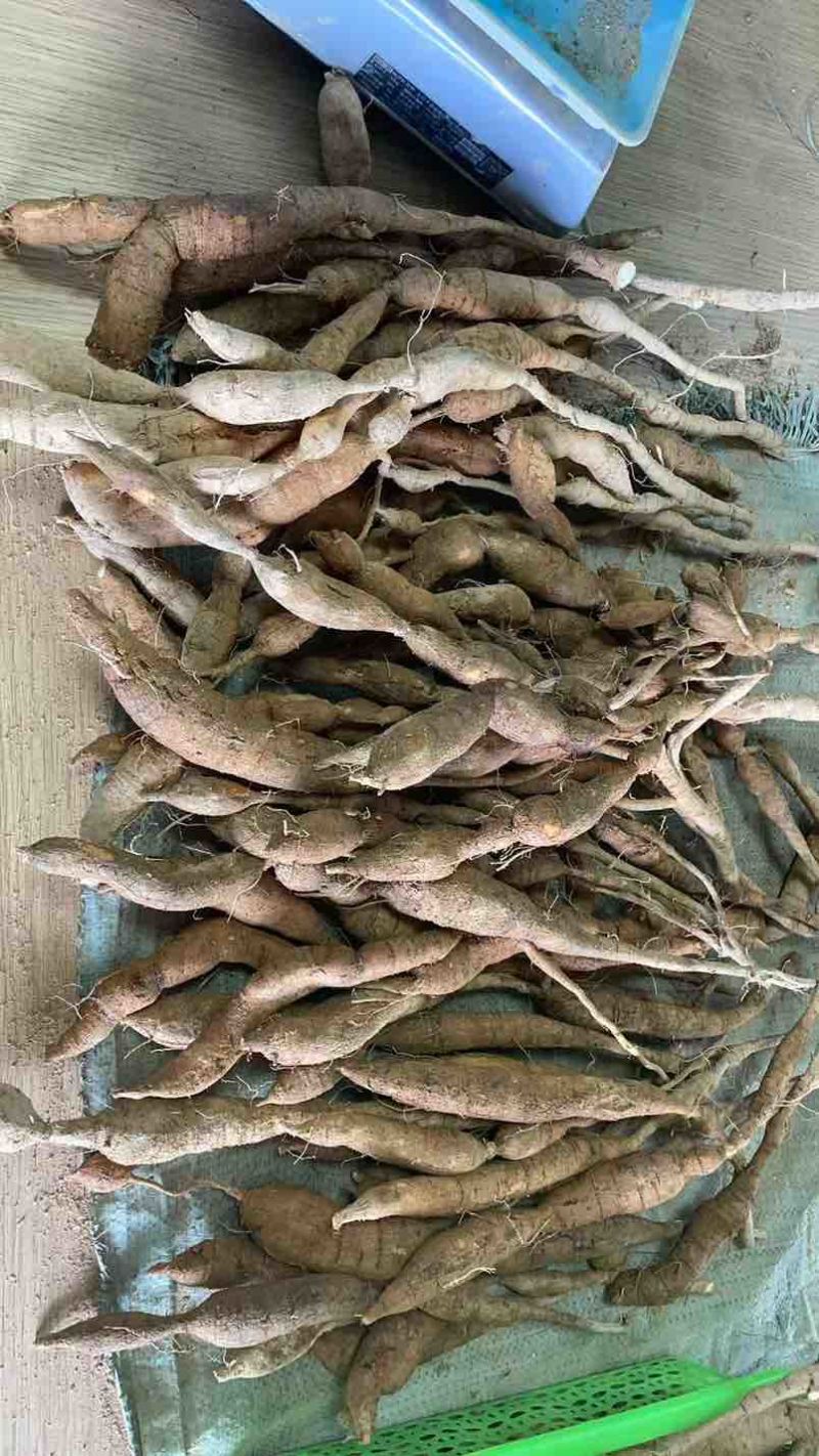 品质保证正宗野生牛大力产地直发超高性价比等你来购买