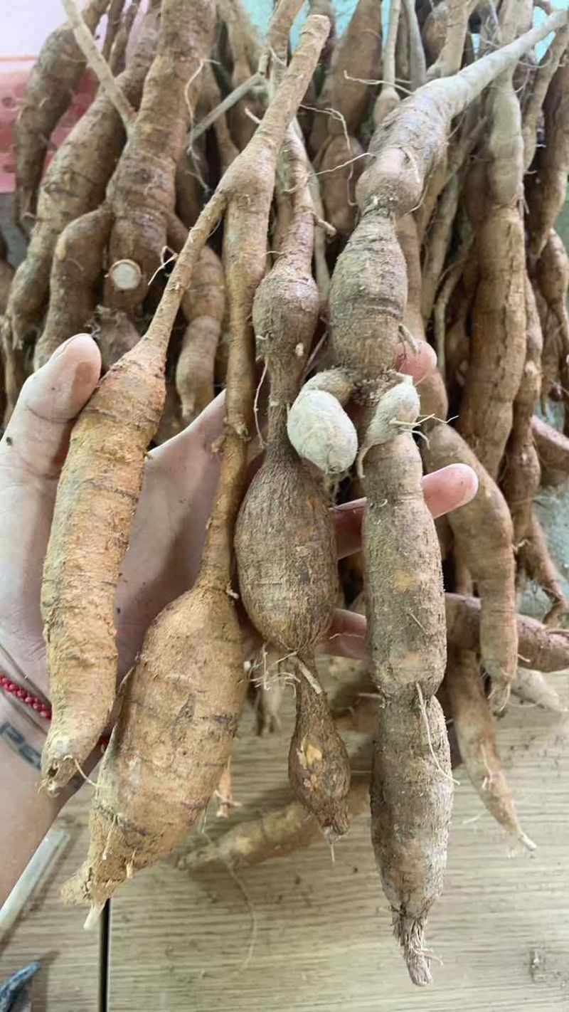 品质保证正宗野生牛大力产地直发超高性价比等你来购买