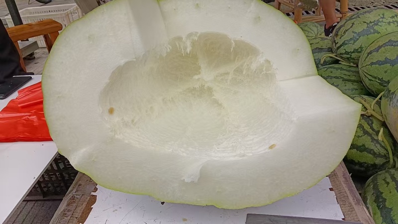 白皮冬瓜