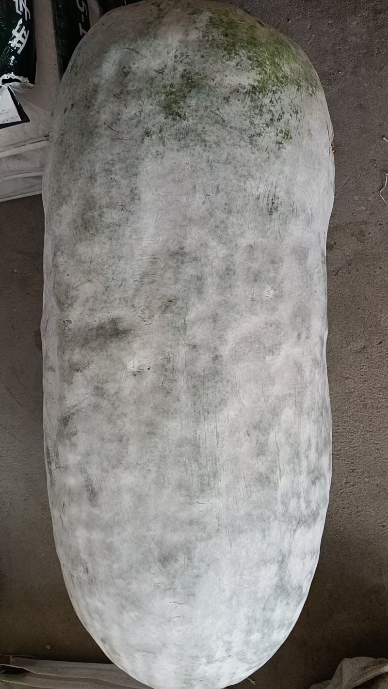 白皮冬瓜