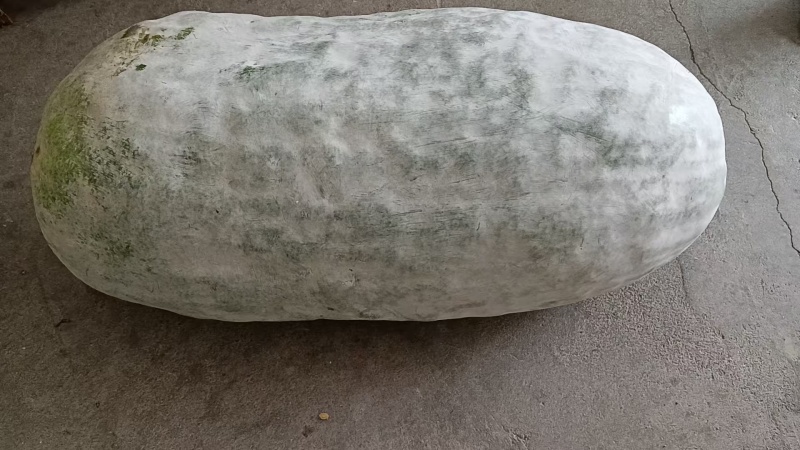 白皮冬瓜