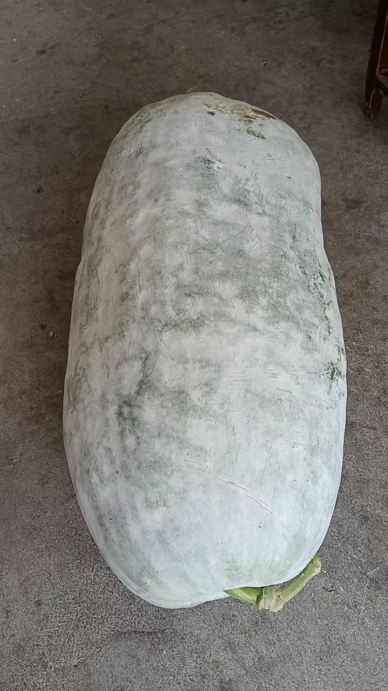 白皮冬瓜