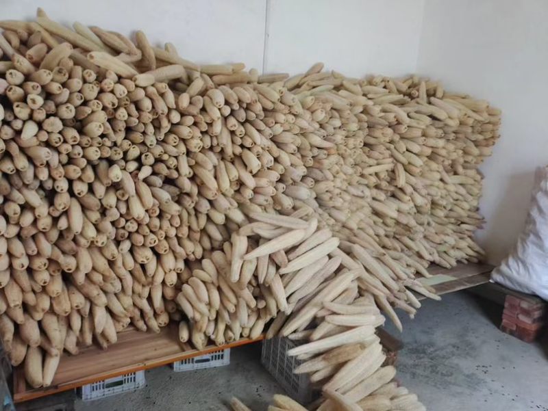 丝瓜络软瓜45一斤50斤起发