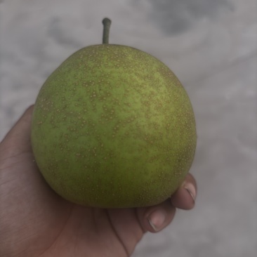 砀山精品翠冠梨（300g-500g）