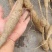 稀有野生牛大力野生批发超高性价比45一斤