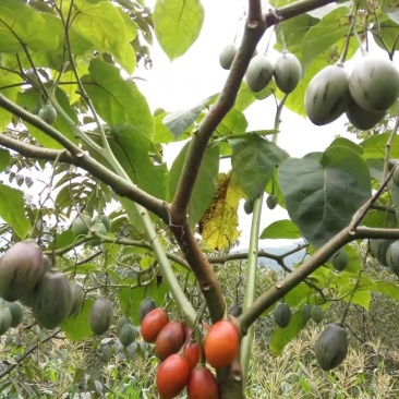 大树番茄