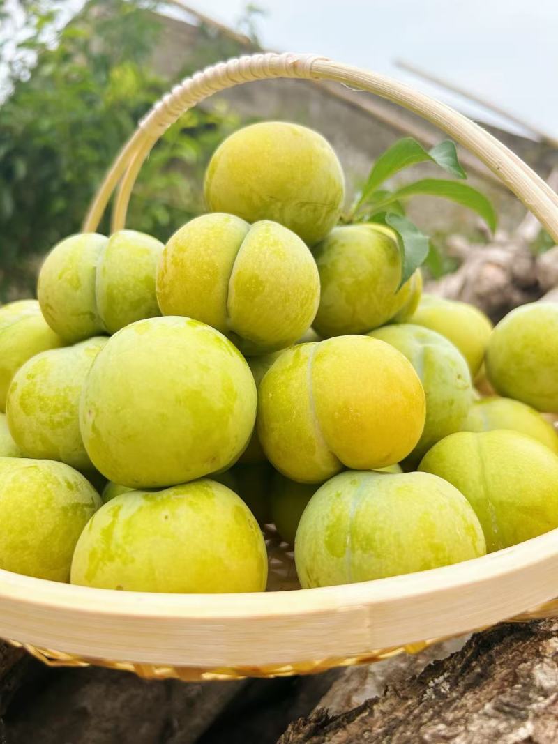 正宗蜂🐝糖李