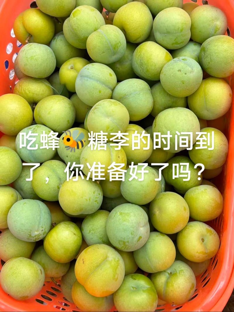 正宗蜂🐝糖李