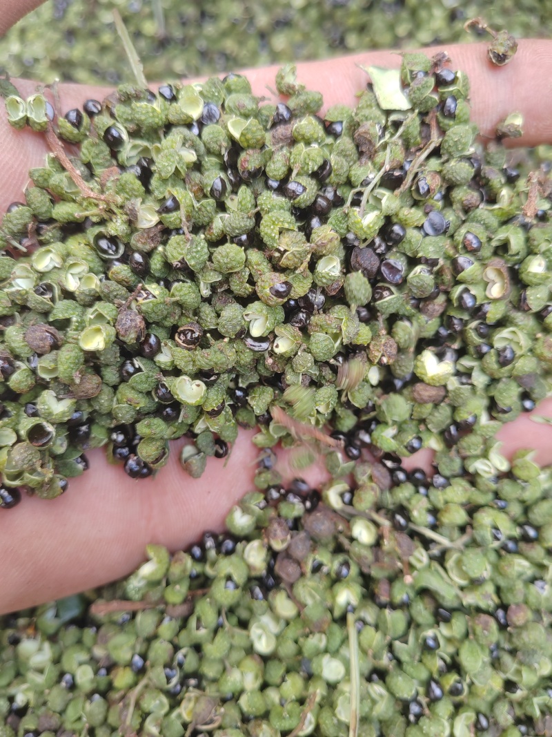 云南楚雄青花椒