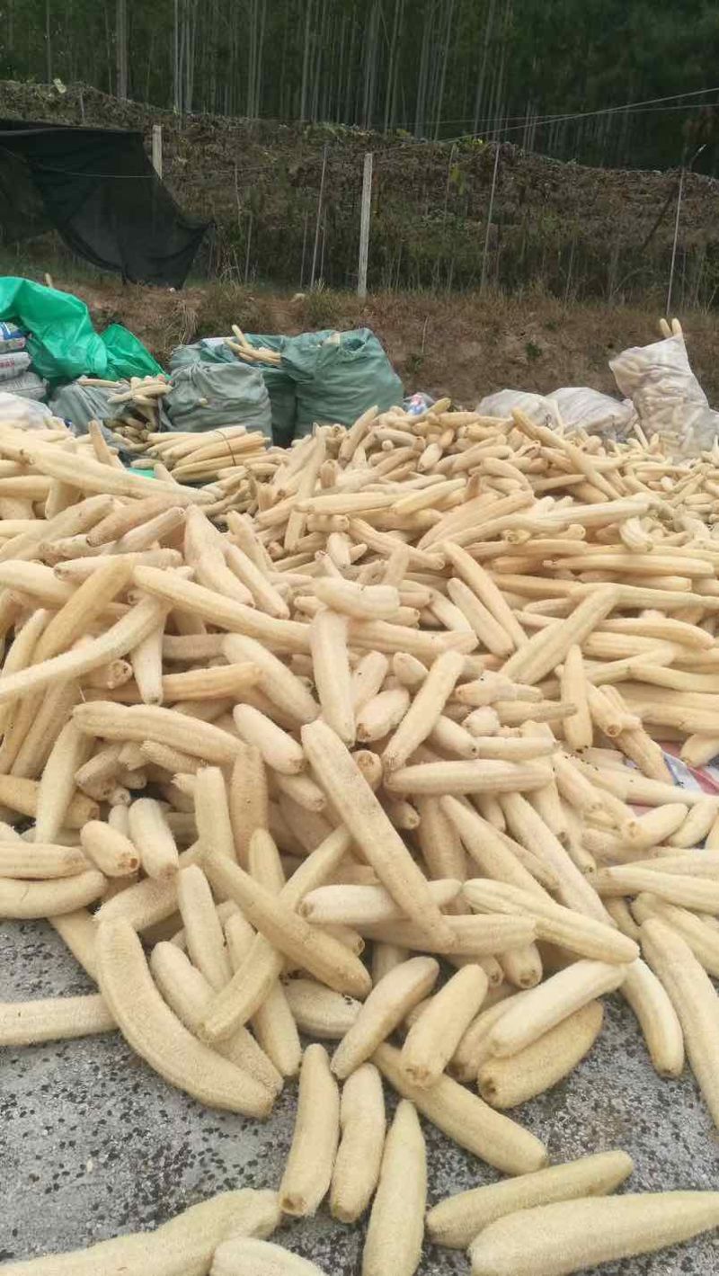 丝瓜络软瓜45一斤50斤起批