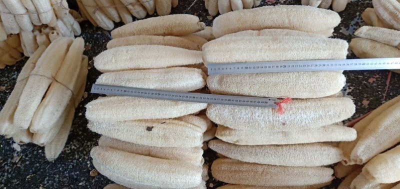 丝瓜络软瓜45一斤50斤起批