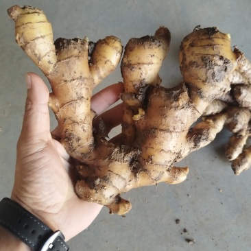冷库储存批发各种生姜，鲜姜老姜都有***********