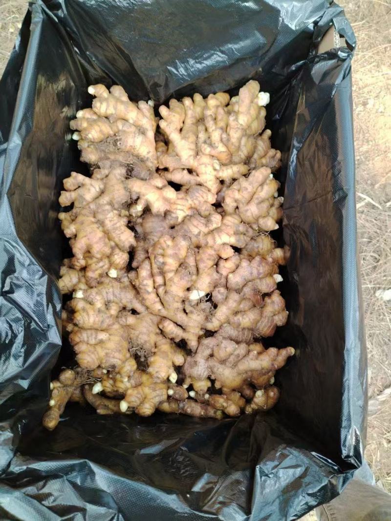 冷库储存批发各种生姜，鲜姜老姜都有***********