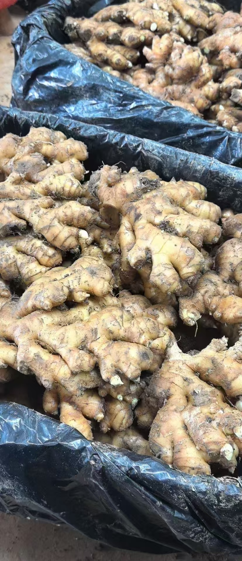 冷库储存批发各种生姜，鲜姜老姜都有***********