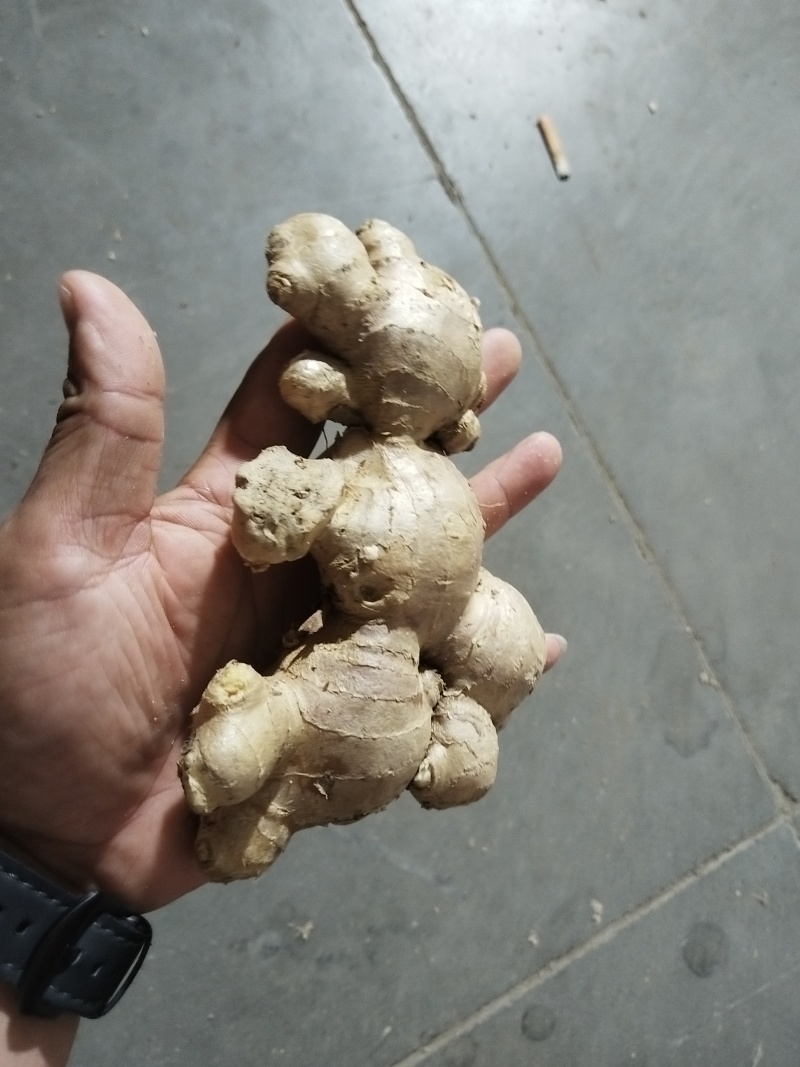 冷库储存批发各种生姜，鲜姜老姜都有***********