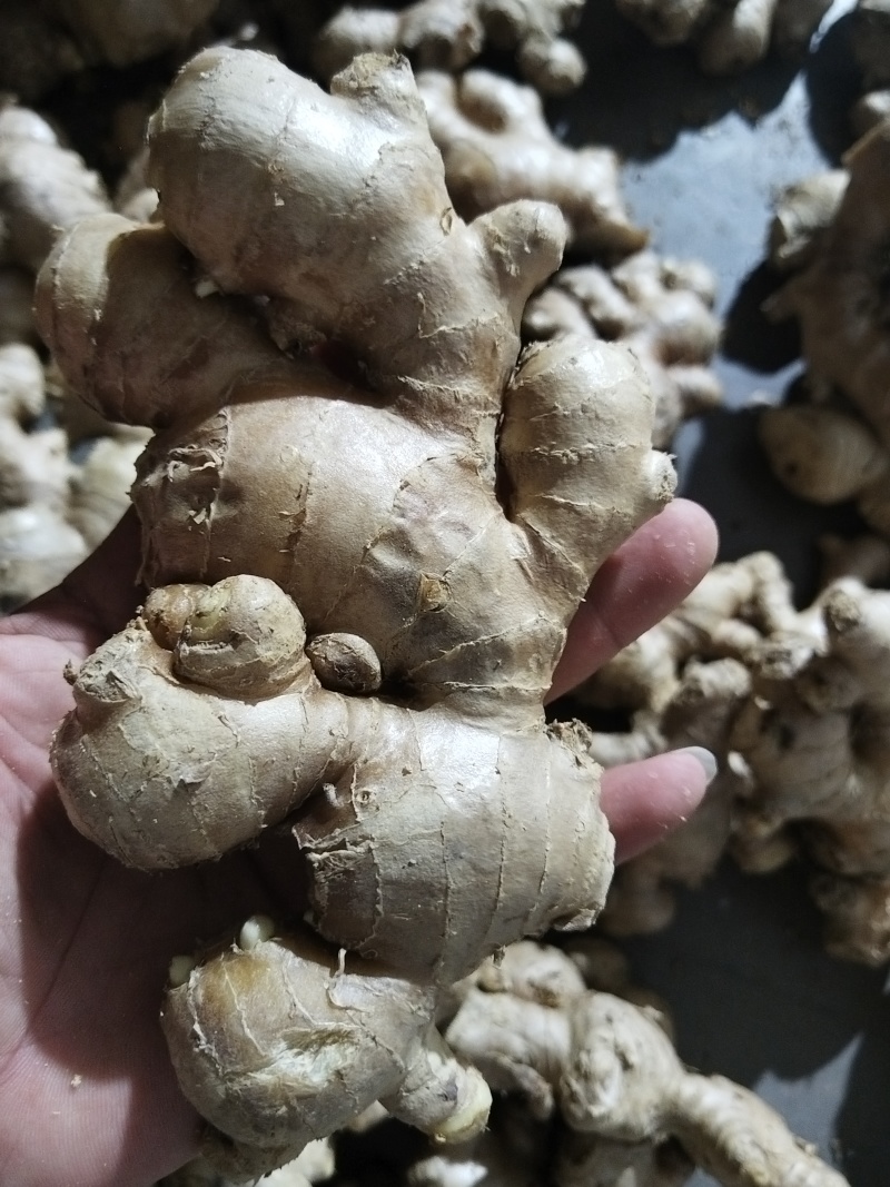 冷库储存批发各种生姜，鲜姜老姜都有***********