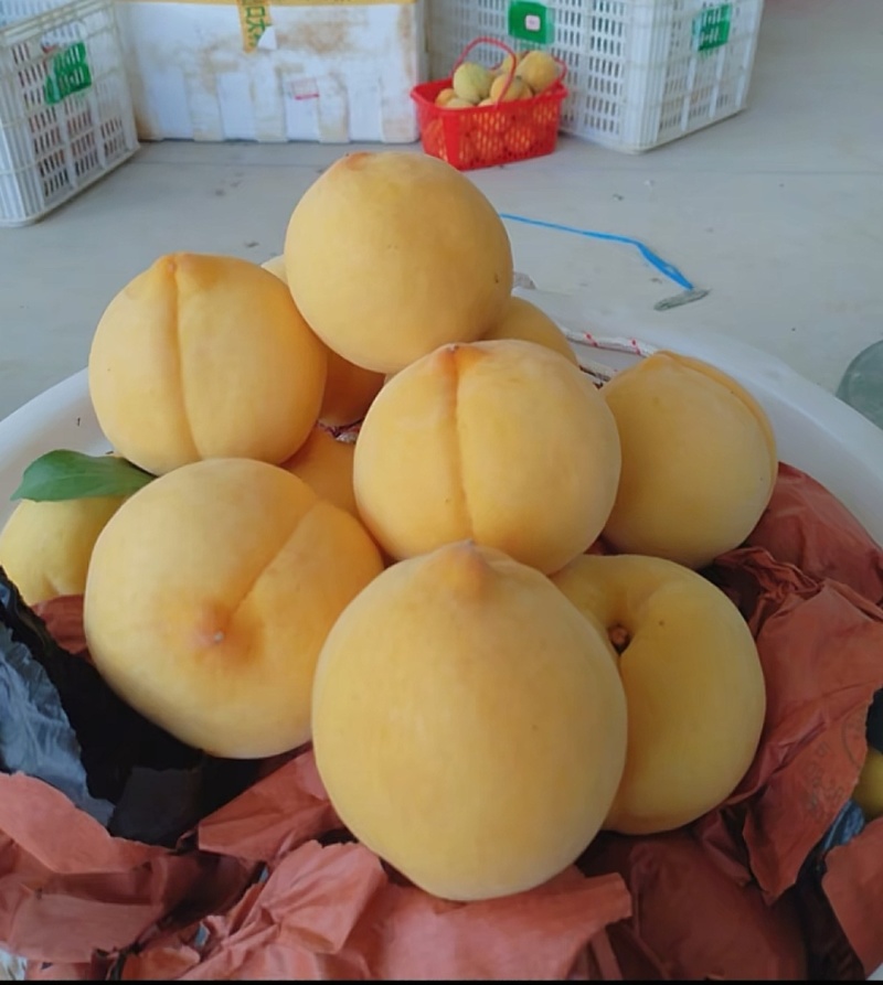 江西省赣州市崇义县黄桃
