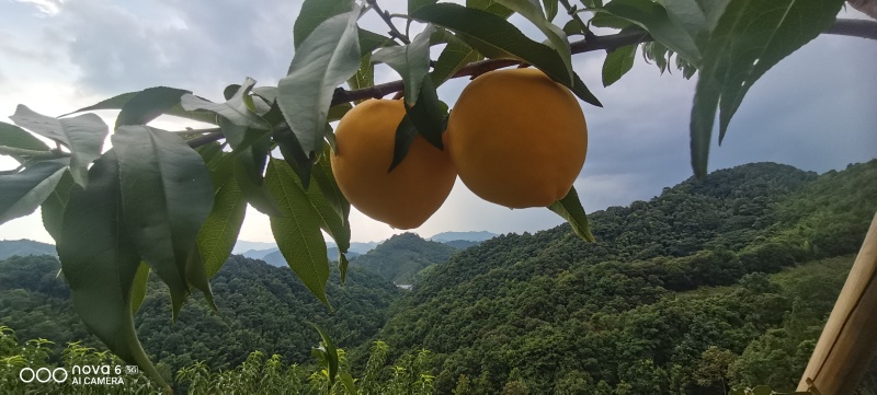 江西省赣州市崇义县黄桃