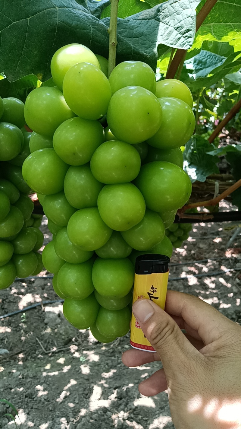 阳光玫瑰