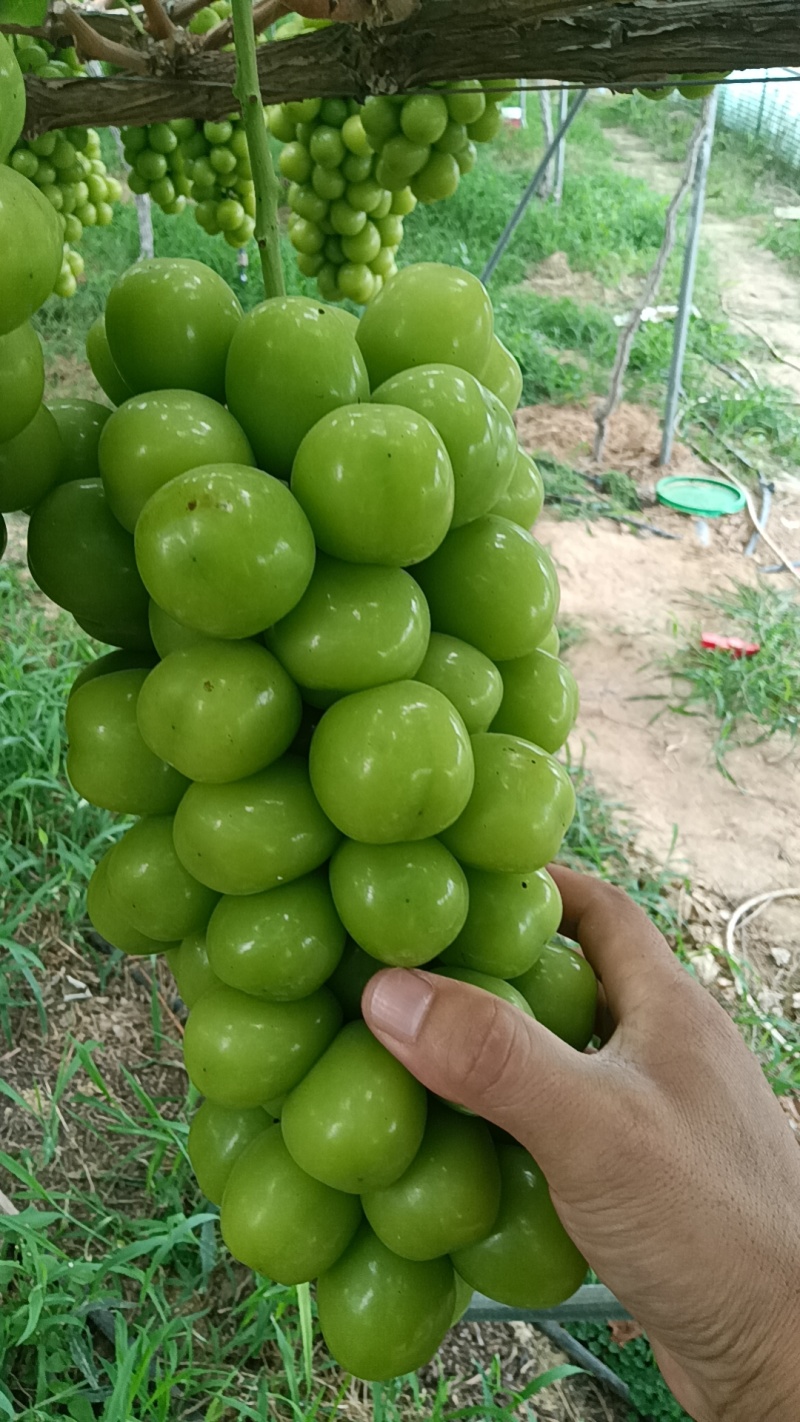 阳光玫瑰