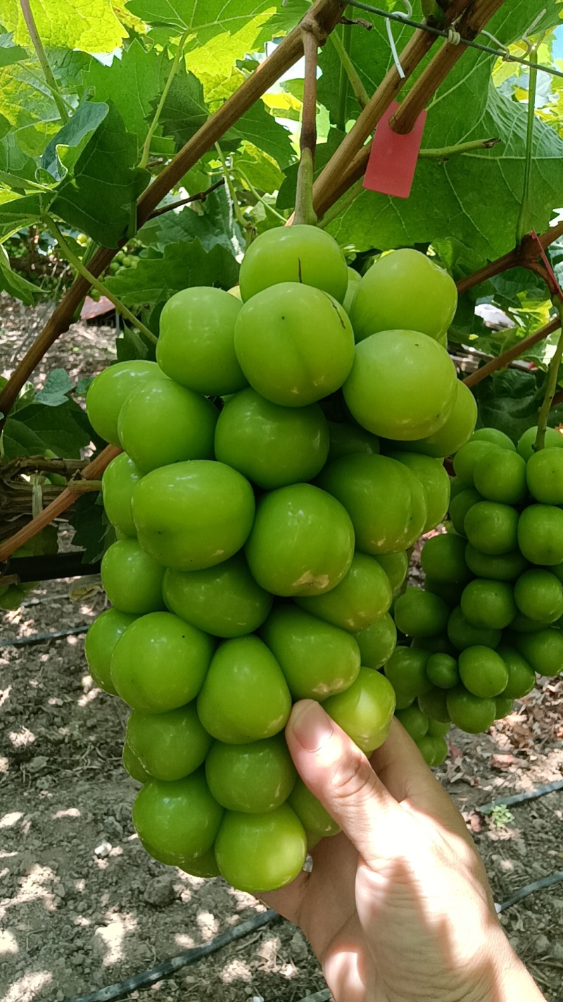 阳光玫瑰