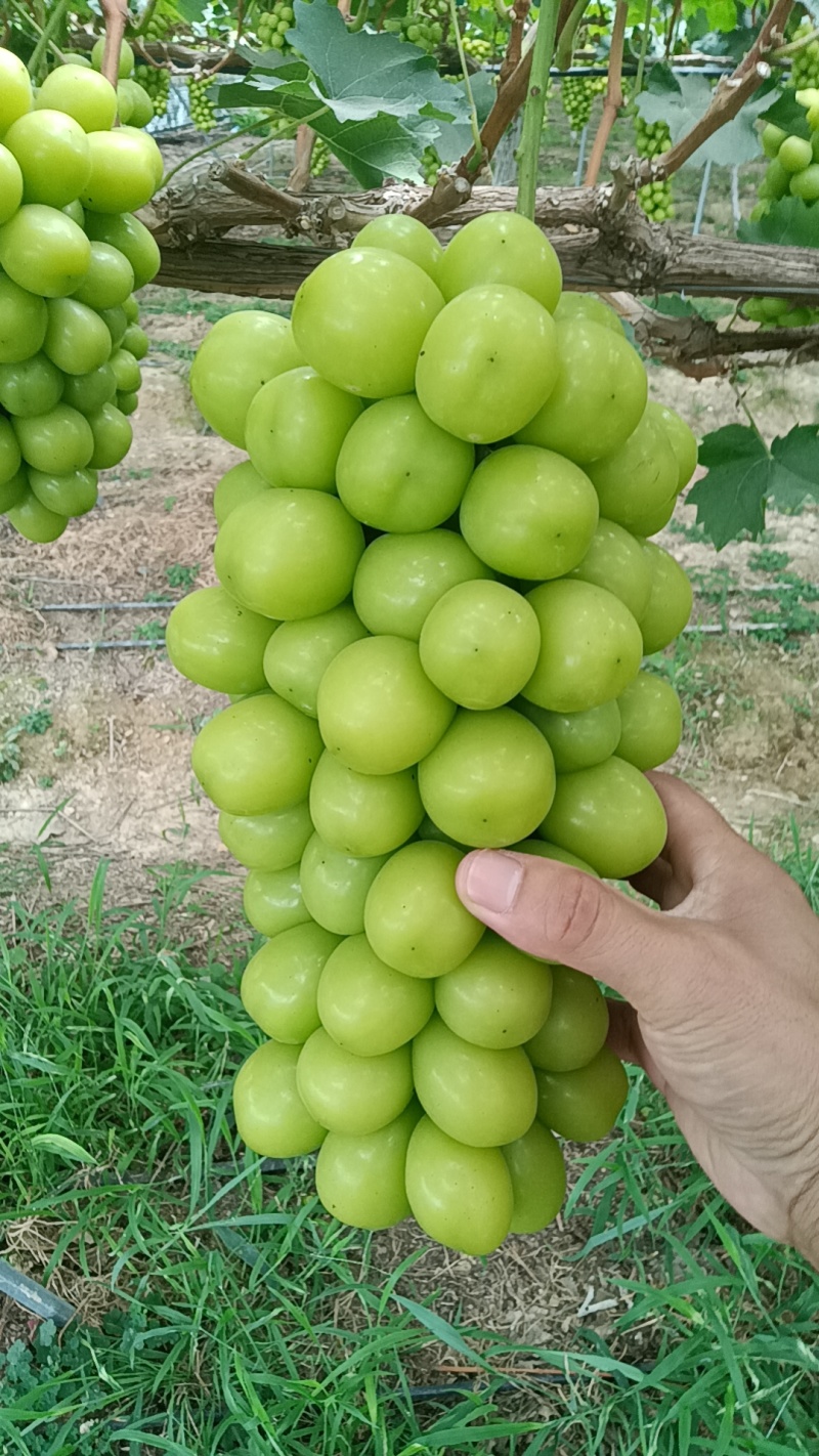 阳光玫瑰