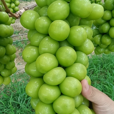 阳光玫瑰