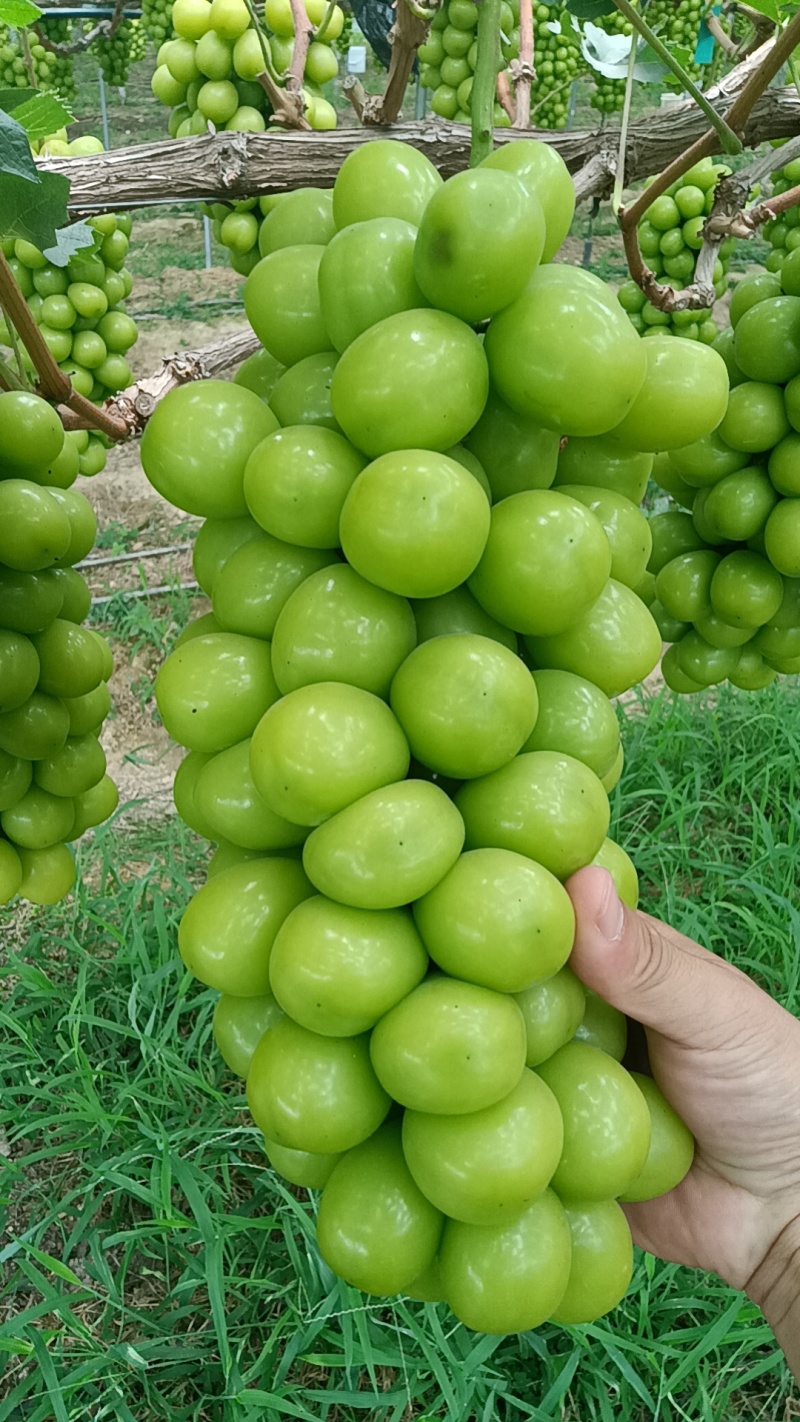 阳光玫瑰