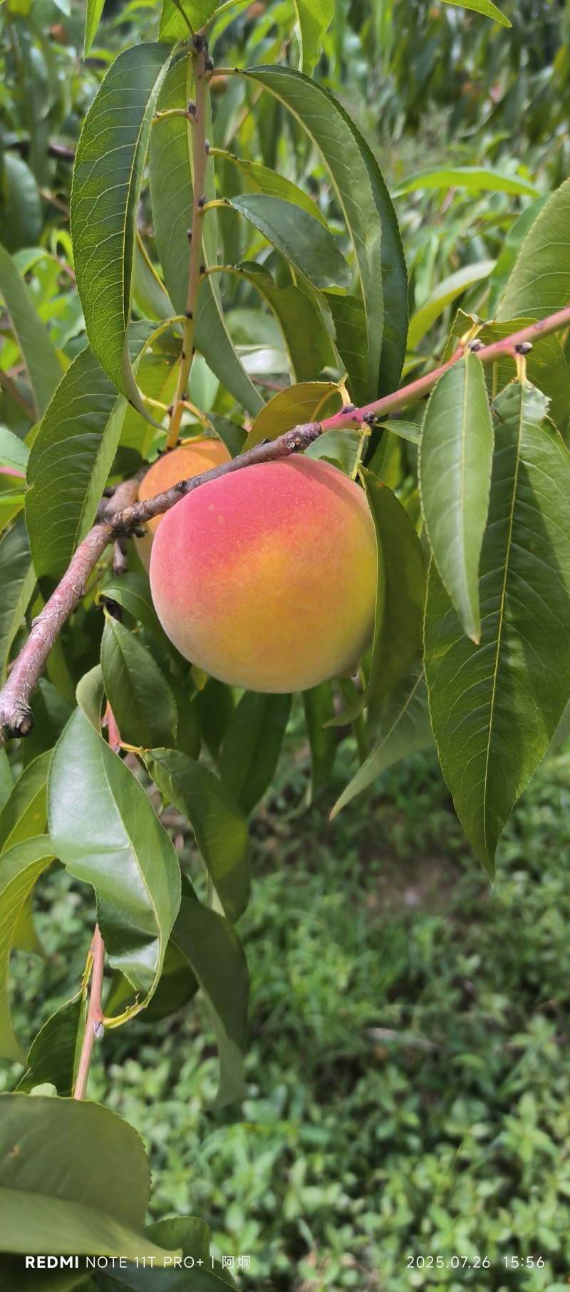 四川筠连黄桃