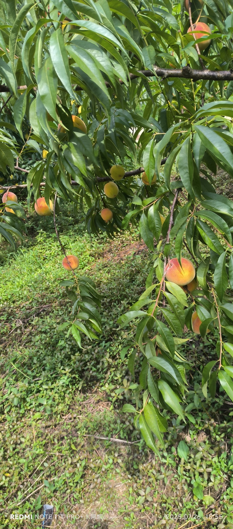 四川筠连黄桃