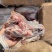猪舌