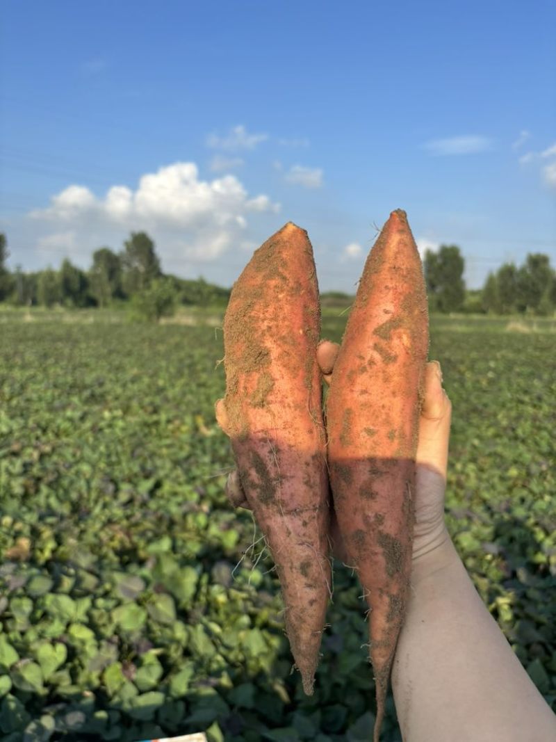 唐山沙地烟薯25，红心，无丝