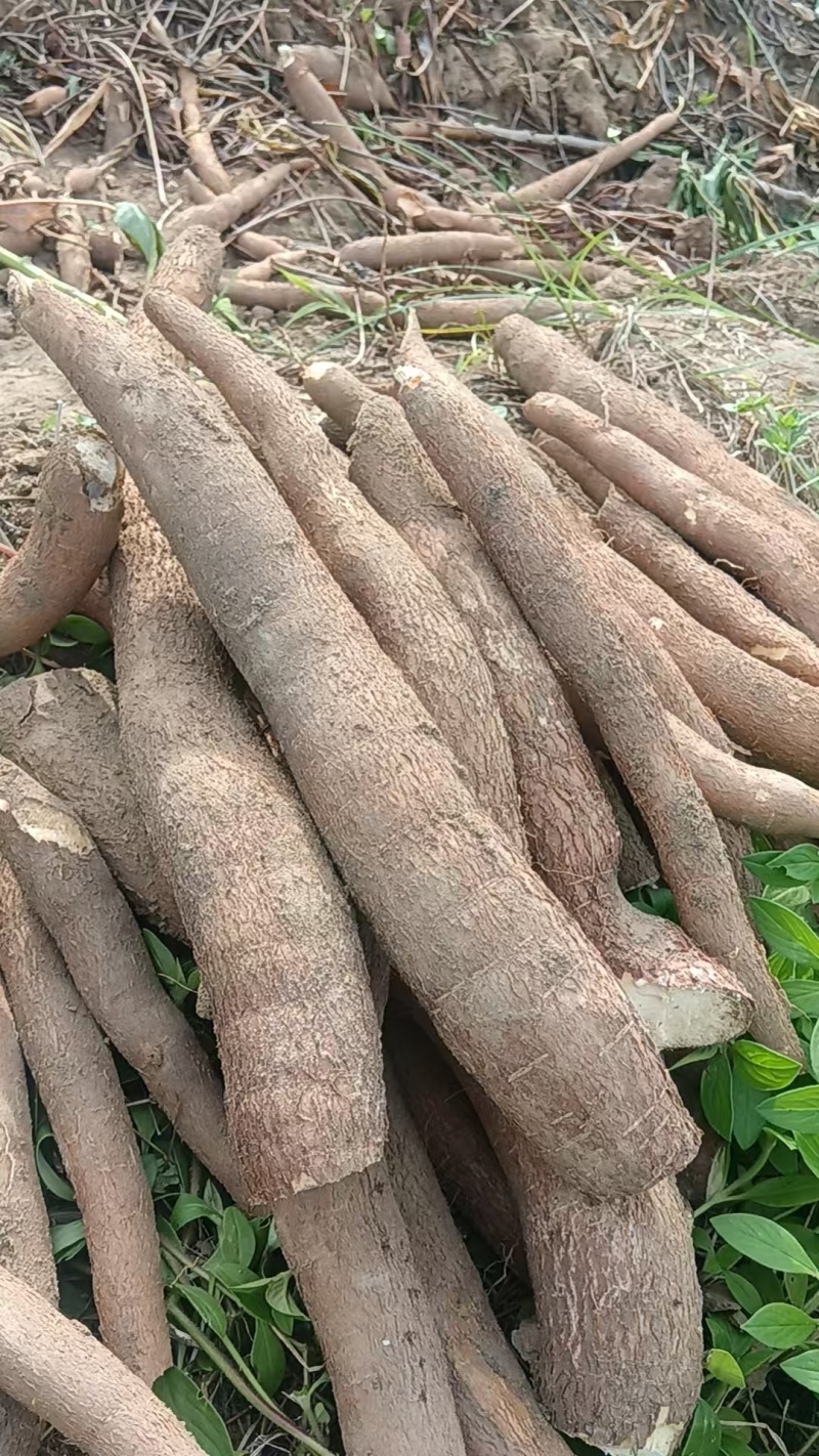 华南9号木薯/返季节新鲜木薯