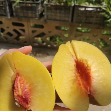 黄桃