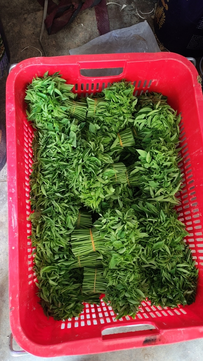 树仔菜