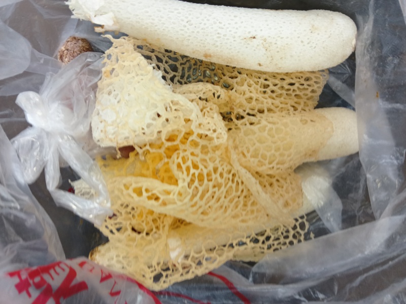 野生竹荪