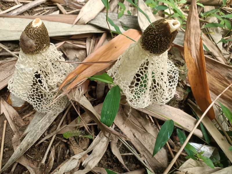 野生竹荪
