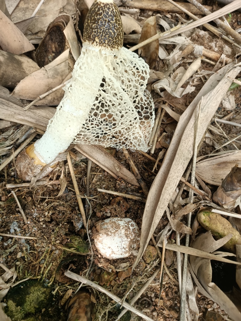 野生竹荪