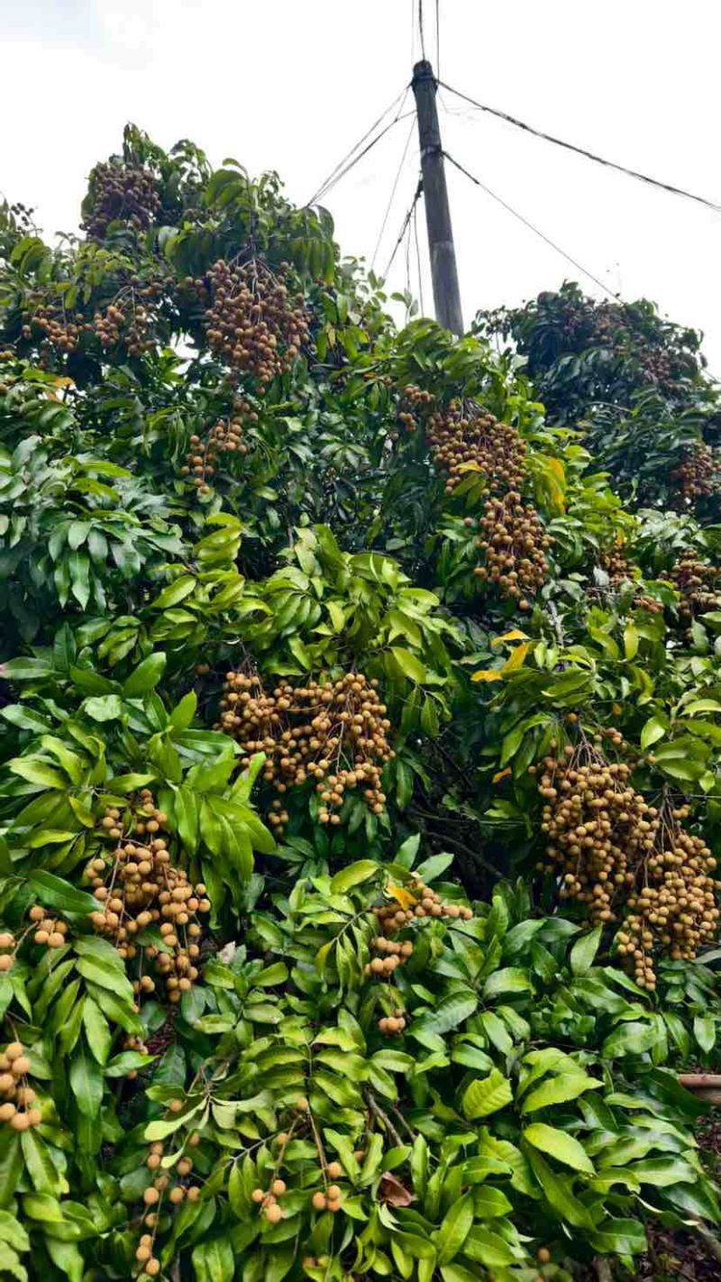 大量供应石硖，现摘现发保新鲜，欢迎采购商对接