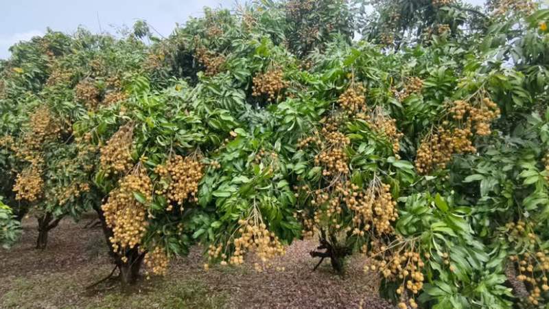 大量供应石硖，现摘现发保新鲜，欢迎采购商对接